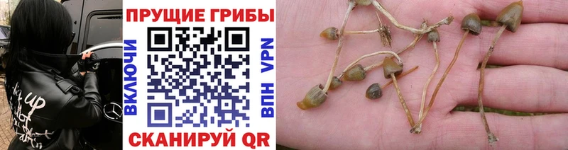 Галлюциногенные грибы Psilocybe  Семикаракорск 